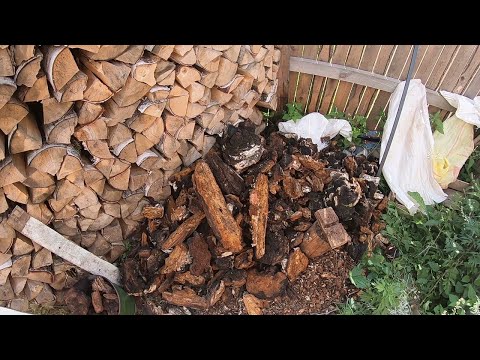 Видео: Находка на 3 тонны.))))) Много чаги не бывает!!!!!