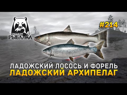 Видео: Ладожский лосось и Форель. Ладожский Архипелаг - Русская Рыбалка 4 #214