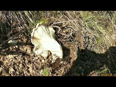 Видео: Тамошои кӯҳсори ноҳияи Ш Шоҳин (Шурообод) деҳаи Анҷироб.