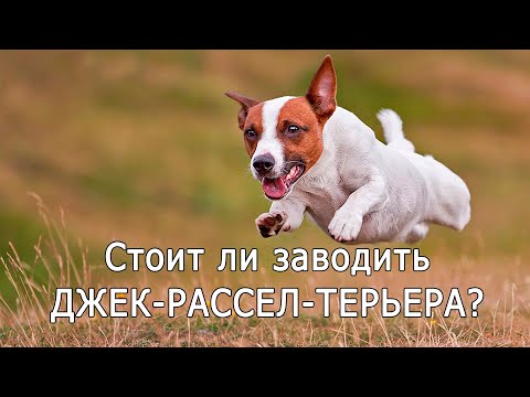 Видео: ДЖЕК-РАССЕЛ-ТЕРЬЕР. Плюсы и минусы породы JACK RUSSELL TERRIER