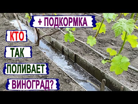 Видео: 🍇 Как я ПОЛИВАЮ и ПОДКАРМЛИВАЮ взрослый виноград. Как рассчитать КОЛИЧЕСТВО УДОБРЕНИЙ под куст