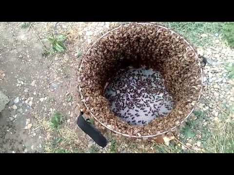 Видео: ИСКУССТВЕННОЕ РОЕНИЕ ПЧЕЛ по методу ТАРАНОВА-противороевой прием#Beekeeping