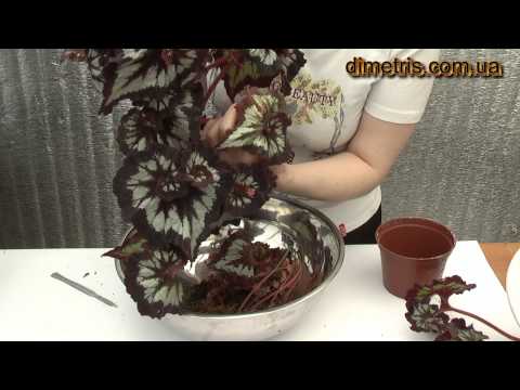 Видео: Омоложение бегонии