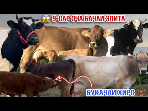 Видео: 9-САР ОЧА БАЧАИ ЭЛИТА БО НАРХИ ДАСТРАС 13 ноября 2025 г.