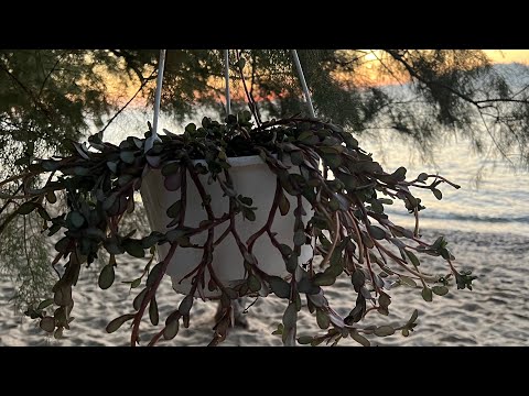 Видео: Это растение доставляло радость, но его забыли..