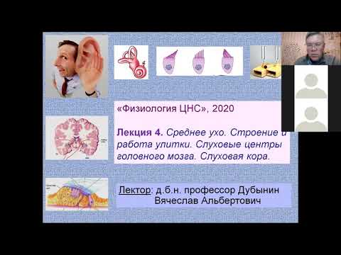 Видео: ФФМ Вячеслав Дубынин, Мозг и слух