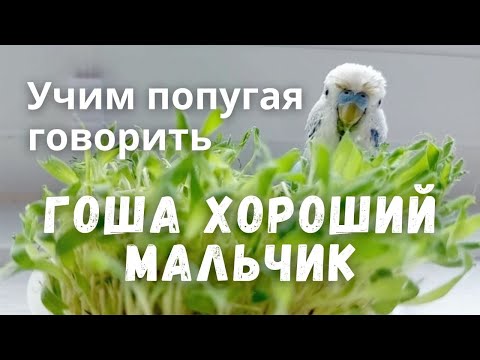 Видео: Учим попугая говорить Гоша хороший мальчик
