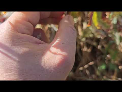 Видео: 📌Лайк монед👍📌Ба канал обуна шавед 🔔📌 Дар шарҳ нависед, ки шумо кай клёнкаи пайвандро мекушоед