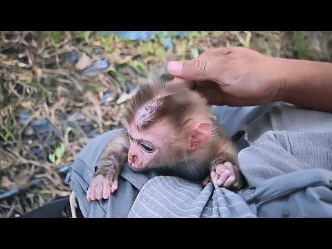 Видео: Обезьянка, потерявшая маму, приняла прохожего за отца и крепко вцепилась в него, не желая отпускать.