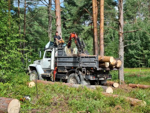 Видео: 4795 Бревушки с горушки.