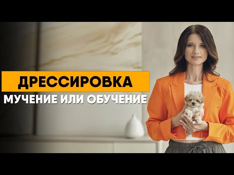 Видео: Всё о дрессировке. Как научить собаку основам и избежать ошибок