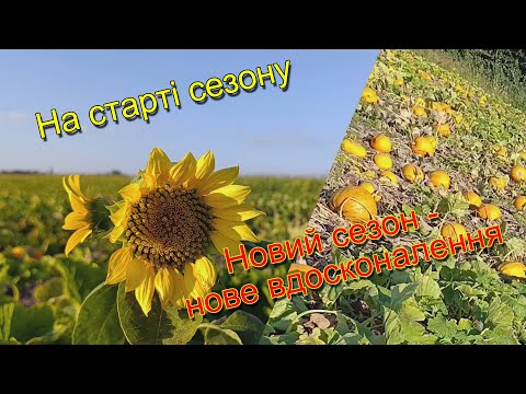 Видео: Гарбузове поле: урожай на підході, підбирач комбайна вдосконалюємо