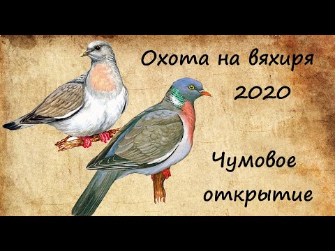 Видео: Охота на вяхиря 2020_Чумовое открытие