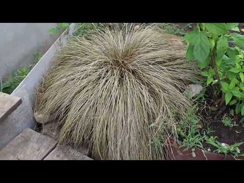 Видео: Осока Бронко - не выкидывайте в компост! Она живая и очень красивая!