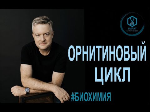 Видео: Биохимия: Орнитиновый цикл