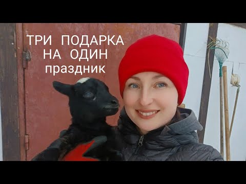 Видео: Романовские суточные ягнята/ Биркач для коз и овец/ Продаю барана
