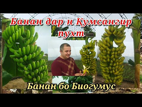 Видео: Банан дар Тоҷикистон ноҳияи Қумсангир пухт,  маълумотҳо оиди Биогумус ва Папайя