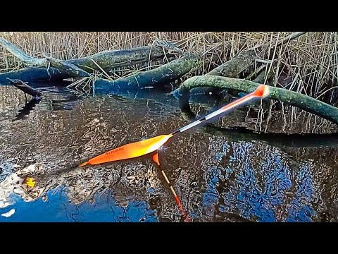 Видео: Кабани ЛИНІ і коні КАРАСІ кладуть ПОПЛАВОК та викладають КИВОК, Рибалка МРІЯ