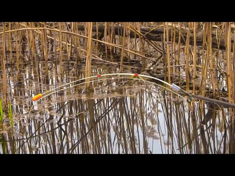 Видео: КАРАСІ - КОНІ Клюють тільки тут в зарослях очерету під корягою, Рибалка на боковий кивок