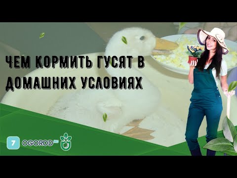 Видео: Чем кормить гусят в домашних условиях