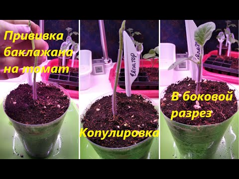 Видео: Прививка баклажана на томат в боковой разрез и копулировка_Eggplant grafting on tomato