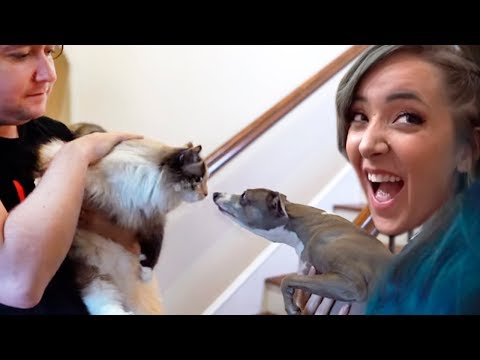 Видео: Реакция КОШКИ на моих СОБАК !!!  - Дженна Марблс