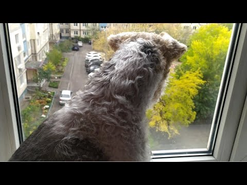 Видео: Vlog: ЛЕС, ЛИСТЬЯ, ХВОСТИК 🐕И ЛАПЫ🐾🐾КУПИЛА КАПУСТУ,БУДУ СОЛИТЬ.