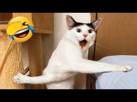 Видео: Забавные кошки и собаки рассмешат вас до слёз! 😂