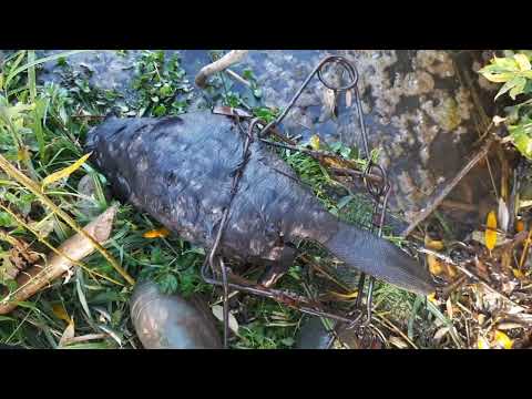 Видео: Охота на бобра.  Бобровый клондайк успех и не один!