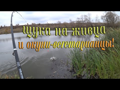 Видео: Ловля щуки на живца, на поплавочную удочку, и окуни - вегетарианцы! Рыбалка поздней осенью!