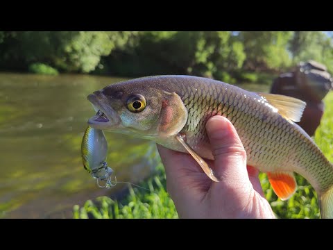 Видео: р.Протва 💨Ловля голавля весной 🐠 Тройник в палец