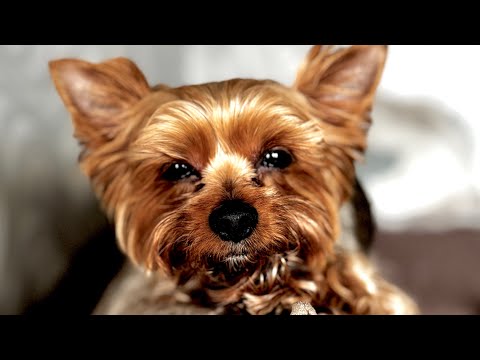 Видео: Воскрешение концов. Получится ли…