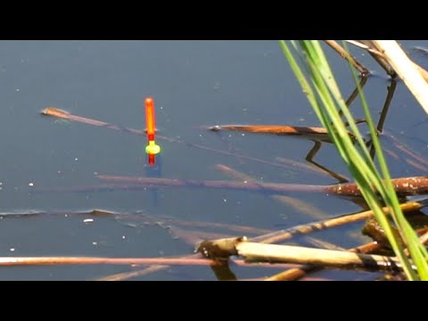 Видео: Рыбалка на КАРПА-ВЕЛИКАНА на простую снасть!