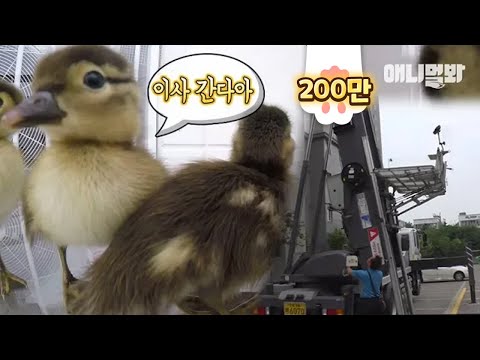 Видео: Самое красивое движение уток мандаринов