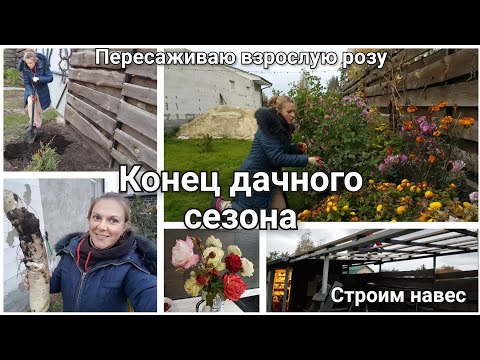 Видео: Что я выкопала на даче? Секреты посадки роз.