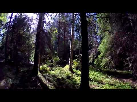 Видео: Зинаида Миркина.  О сроках забыть и о цели...