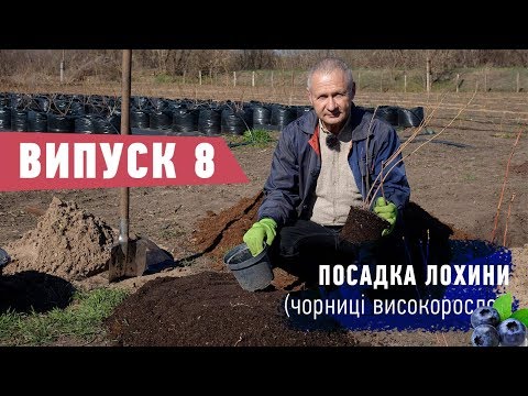 Видео: Посадка лохини