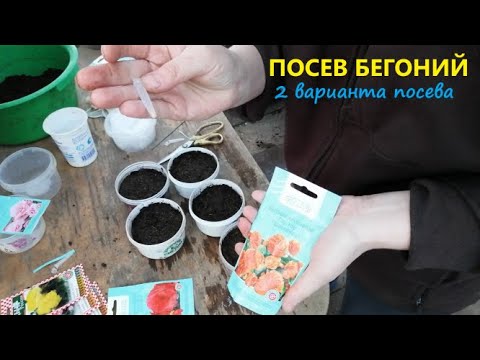 Видео: Посев бегонии клубневой Гоу-Гоу и Ампельной 2 способами: на влажную салфетку и в грунт.