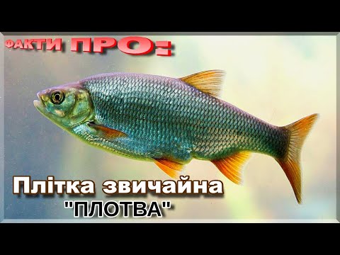 Видео: ПЛІТКА | ЦІКАВІ ФАКТИ ПРО: ПЛІТКУ!  Де живе і як ловити?