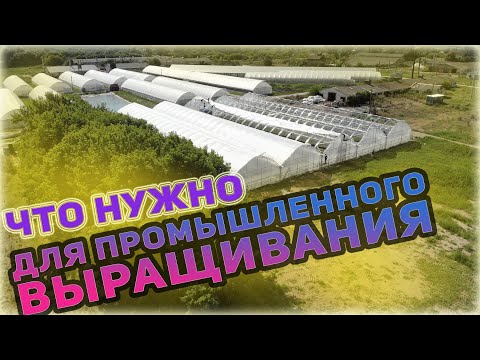 Видео: Фермерская теплица для промышленного выращивания. Как строится? на что надо обратить внимание!