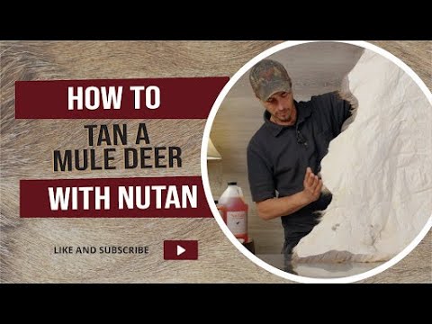 Видео: Дубление оленей-мулов с помощью NuTan