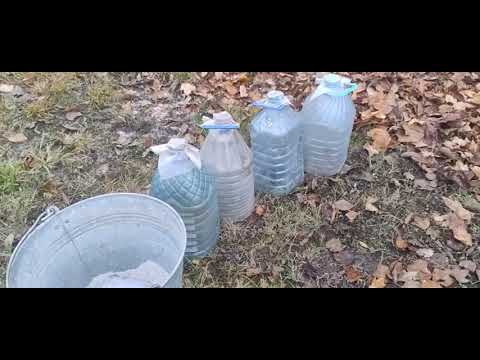 Видео: Размножение розы черенками 09 11 25