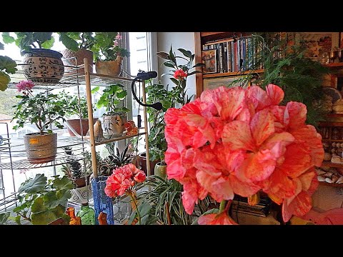Видео: влог - о цветах и переделках в доме