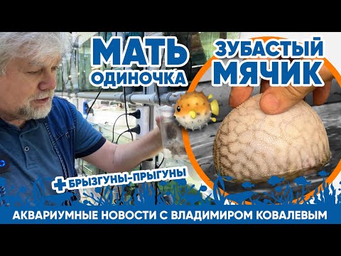 Видео: 🐡 Аквариумные новости с Владимиром Ковалевым (20.01.2024). Зубастый мячик и мать одиночка.