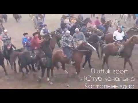 Видео: ак тоок айылында болгон улак