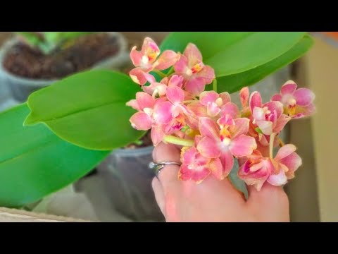 Видео: ЛЮБАЯ орхидея ПУСТИТ СТРЕЛКУ! орхидеи ПОСЛЕ ПОКУПКИ! УХОД за орхидеей! НУЖНО ЛИ ПЕРЕСАЖИВАТЬ!