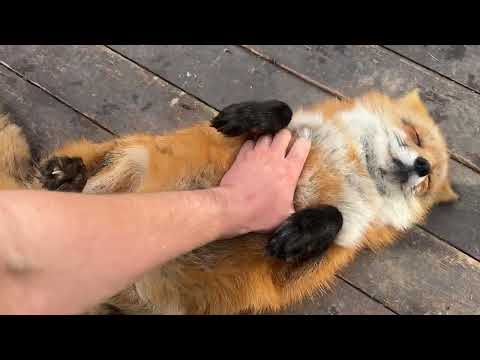 Видео: Алиса - лиса. На крыльце