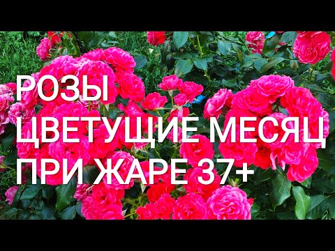 Видео: РОЗЫ которые долга держат цветок. ОМАЖ А БАРБАРА, ПОЭЗИЯ, ШАРТРЕЗ ДЕ ПАРМ, ЧЕРРИ ГЕРЛ