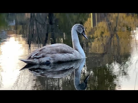 Видео: Осенний коп возле реки .