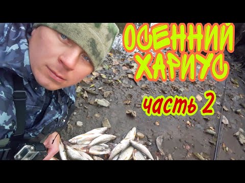 Видео: ОСЕННИЙ ЖОР ХАРИУСА Ч. 2/КОПТИМ ХАРИУСА НА БЕРЕГУ